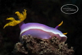   My first dive Philippines was amazing sitting reef this beautiful nudi begging be taken pic of. Lots current back scatter many divers added challenge. f22 1250 ISO 125 105 lens D800 aquatica Housing of challenge 1/250, 1250, 250,  